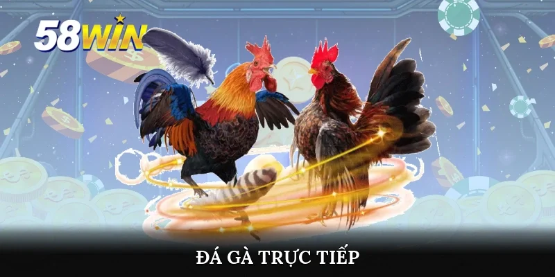 Đá gà trực tiếp